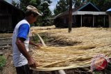 Harga Rendah, Nah... Petani Rotan Kalimantan Ancam Hentikan Produksi