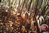 Tiga ekor raja hutan Jambi tewas positif makan racun