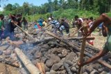 Mimika (Antara Bali) - Masyarakat Suku Dani (pegunungan) dan Suku Kamoro (pantai) melakukan ritual Bakar Batu sebagai salah satu kegiatan perayaan Natal bersama di Jalan Trans Timika-Nabire, Kabupaten Mimika, Papua, Senin (17/12)). Tumpukkan batu itu terlebih dahulu dipanasi dengan bara api kemudian digunakan untuk mematangkan hewan kurban puluhan ekor babi yang akan disantap secara bersama. FOTO ANTARA/Husyen Abdillah/nym/2012.