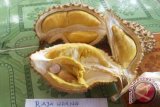 Durian Raja Udang, merupakan durian termahal di Kalbar. Pada musim durian tahun ini tidak panen, sehingga tidak ikut serta dalam kontes durian unggul se-Kalbar. Foto ini diabadikan tahun 2011.