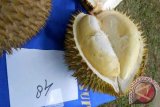 Durian Salak (Tangken) dari Punti Meraga, Entikong, sebagai juara ketiga kontes durian unggul se-Kalbar di Kecamatan Sekayam, Kabupaten Sanggau, Sabtu (15/12).