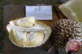 Durian Semut, juara dua pada Kontes durian se-Kalbar di Sekayam, Kabupaten Sanggau, Sabtu (15/12).