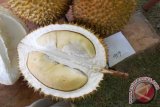 Durian Parung milik Syafrudin dari Desa Balai Karangan meraih juara pertama pada Kontes Durian Unggul se-Kalbar, Sabtu (15/12) diikuti 86 peserta dari kecamatan sekitar Kabupaten Sanggau.