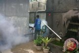 Pemerintah Kota Pontianak, Kalimantan Barat, menggalakkan kembali pemberantasan nyamuk Aedes Aegypti, penyebab penyakit DBD (demam berdarah dengue), dengan mmenyediakan abate dan kegiatan  "fogging" atau pengasapan gratis.  Warga tidak perlu membeli abate, karena Pemkot Pontianak sudah menyediakan abate gratis di tiap Puskesmas, begitu juga untuk pengasapan tinggal lapor ke Puskesmas terdekat tanpa dipungut bayaran. Wali Kota Pontianak Sutarmidji menginginkan dapat menekan seminimal mungkin kasus-kasus DBD di kotanya. Tampak kegiatan pengasapan sudah dilakukan di Komplek Pemda Jalan 28 Oktober, Kelurahan Siantan Hulu, Kota Pontianak, Sabtu 8/12. Foto ANTARA Kalbar/Andilala