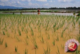 Banjir Rendam 100 Hektare Sawah 