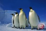 Glzoo terima kiriman penguin dari Singapura 