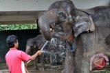 Gajah di Langkat Dirawat Orang Jerman