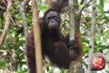 Menkokesra lepasliarkan tiga orangutan di Kutai