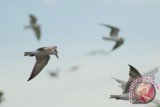 Sekawanan burung dara laut sayap putih (Chlidonias leucopterus) terbang saat saat mencari udang di areal tambak ikan desa Karangsong, Indramayu, Jawa Barat, Rabu (2/1). Burung yang hidup di pantai dan wilayah mangrove ini berbaur dengan burung migran kala musim tertentu. FOTO ANTARA/Dedhez Anggara