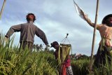Denpasar (Antara Bali) - Seorang petani menyiapkan sesajen untuk "Lelakut" (orang-orangan sawah) saat mengikuti perlombaan di kawasan sawah Subak Dalem, Denpasar, Bali, Sabtu (16/2). Perlombaan sarana pengusir hama tradisional itu merupakan rangkaian peringatan HUT ke-225 Kota Denpasar yang diarahkan untuk pelestarian budaya sekaligus mempertahankan organisasi Subak beserta lahan sawahnya yang semakin menyempit di tengah perkotaan. FOTO ANTARA/Nyoman Budhiana/nym/2013.