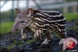 WWF Rekam Keberadaan Tapir Di Riau