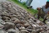 Yogyakarta (Antara Bali) - Petani menujukan ratusan tikus hasil perburuan di kawasan Minggir, Sleman, Yogyakarta, Minggu (24/2). Perburuan masal tersebut dilakukan akibat kerugian ratusan hektare lahan pertanian di kawasan itu dan telah mengakibatkan tiga kali gagal panen. FOTO ANTARA/ Andreas Fitri Atmoko/nym/2013.