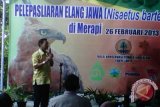 Sultan lepas liarkan elang jawa ke Merapi 