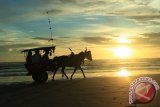 Wisatawan menikmati "sunset" di pinggiran pantai panjang Bengkulu dengan menaiki Delman, Selasa(12/2). Banyak pengunjung datang ke pantai ketika cuaca sedang cerah di sore hari sekedar untuk menikmati "sunset". (Foto Antarabengkulu.com/Dimas)