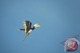 Seekor Rangkong jenis Kangkareng Perut-putih atau Burung Kelingking (Anthracoceros albirostris) terbang di sebuah hutan konservasi milik sebuah perusahaan kelapa sawit di Muara Wahau, Kutai Timur, Kalimantan Timur, Selasa (26/2). Rangkong atau Enggang (Hornbill) terdiri atas 57 spesies yang tersebar di Asia dan Arika. 14 jenis diantaranya terdapat di Indonesia. FOTO ANTARA/Zabur Karuru