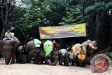 Sejumlah gajah Sumatera jinak membungkuk untuk menghormati rombongan Menteri Kehutanan Zulkifli Hasan saat peletakan batu pertama klinik gajah di lokasi pembangunan Pusat Konservasi Gajah di Taman Nasional Tesso Nilo, Riau, Kamis (7/2). Pembuatan Pusat Konservasi Gajah di Tesso Nilo merupakan kerjasama pemerintah dengan Taman Safari Indonesia dan Park Paradisio Belgia untuk pelestarian gajah Sumatera di habitatnya. FOTO ANTARA/FB Anggoro