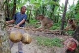 PADANGPARIAMAN,(ANTARA Babel). Jasman melatih beruk untuk memetik buah kelapa, di Kec.VII Koto, Nagari Sungaisariak, Kab.Padangpariaman, Sumbar, Rabu (20/2). Beruk yang dimanfaatkan warga setempat sebagai pemetik buah-buahan khususnya kelapa itu dijual dengan harga yang relatif tinggi khususnya bila sudah terlatih dengan harga Rp. 1 juta per ekor. FOTO ANTARA/Iggoy el Fitra/ed/Spt/13