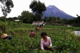 Tunjang Tanaman Hortikultura, Temanggung Bangun Dua Embung