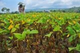 Wamentan Ajak Petani Bergairah Tanam Kedelai