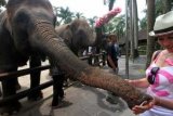 Gianyar (Antara Bali) - Wisatawan mancanegara memberikan makanan kepada gajah ketika berwisata di Taman Safari Gajah, Gianyar, Bali, Jumat (1/3). Taman Safari Gajah merupaka lokasi perlindungan spesies langka yang mendapat pengakuan dunia serta sebagai kebun raya ekosistem yang eksotis. FOTO ANTARA/M Agung Rajasa/nym/2013.