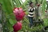 Indonesia fokus ekspor buah naga dan nanas ke Cina