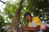 Upah Buruh Sadap Karet Di Waykanan Rendah 