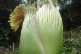 Bunga Amorphophallus Titanum Ditemukan di Solok Selatan