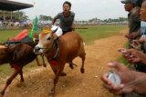 Bangkalan (Antara Bali) - Seorang joki memacu kecepatan sapi miliknya saat memasuki garis finish pada lomba karapan sapi tanpa kekerasan di Lapangan SKEP Bangkalan, Madura, Jawa Timur, Minggu (31/3). Lomba sebagai pelestarian budaya Madura anti kekerasan tersebut diikuti sebanyak 48 peserta. FOTO ANTARA/Syaiful Arif/nym/2013.
