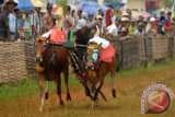 Seorang joki memacu kecepatan sapi miliknya pada lomba karapan sapi tanpa kekerasan di Lapangan SKEP Bangkalan, Madura, Jawa Timur, Minggu (31/3). Lomba sebagai pelestarian budaya Madura anti kekerasan tersebut diikuti sebanyak 48 peserta. FOTO ANTARA/Syaiful Arif