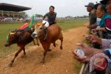 Seorang joki memacu kecepatan sapi miliknya saat memasuki garis finish pada lomba karapan sapi tanpa kekerasan di Lapangan SKEP Bangkalan, Madura, Jawa Timur, Minggu (31/3). Lomba sebagai pelestarian budaya Madura anti kekerasan tersebut diikuti sebanyak 48 peserta. FOTO ANTARA/Syaiful Arif