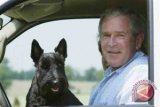 Geoge Bush Berduka Untuk Anjingnya