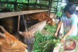 Irawati (44), salah satu peternak sapi Brahman Cross di kandang penggemukan yang dikelola Kelompok Ternak Harapan Baru, Desa Makroman, Samarinda, sedang memberi pakan ternkanya dengan rumput gajah. Plt Kepala Dinas Peternakan Kaltim Dadang Sudarya mengunjungi lokasi peternakan tersebut, Selasa (9/4). (M Ghofar/ANTARA)