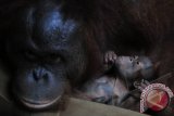 Bella, Induk Orangutan Kalimantan (Pongo Pygmaeus) berusia 14 tahun mendekap anaknya yang baru berumur beberapa hari di Taman Margasatwa Wonosari Mangkang, Semarang, Jateng, Rabu (24/4). Kemenhut mencatat jumlah populasi Orangutan di Indonesia saat ini hanya tersisa sekitar 60 ribu ekor, sementara Perhimpunan Pemerhati Primata Indonesia menyebutkan hampir 70 persen populasi Orangutan berada di luar kawasan konservasi. FOTO ANTARA/R. Rekotomo/ss/Spt/13.