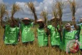 Gubernur Kaltim Awang Faroek Ishak dan Bupati Kukar Rita Widyasari saat melakukan panen raya di Desa Semangkok, Kecamatan Marang Kayu, Kabupaten Kutai Kartanegara, Rabu (24/4). (Dok. Humas Pemkab Kukar)