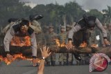 Jakarta (Antara Bali) - Anggota Satpol Pamong Praja menampilkan ketangkasannya saat peringatan HUT ke-63 Satpol PP dan HUT ke-51 Satuan Perlindungan Masyarakat di silang Monas, Jakarta, Selasa (30/4). FOTO ANTARA/Zabur Karuru/nym/2013.