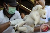 Denpasar (Antara Bali) - Petugas Dinas Peternakan menyuntikkan vaksin anti rabies pada seekor anjing saat Pencanangan Vaksin Rabies Tahap IV di Denpasar, Bali, Jumat (12/4). Vaksinasi massal tersebut akan dilaksanakan hingga bulan Juli 2013 dengan menyasar sekitar 350 ribu anjing dan hewan penular rabies lainnya di seluruh Bali untuk mencegah merebaknya kasus penyakit anjing gila itu. FOTO ANTARA/Nyoman Budhiana/nym/2013.