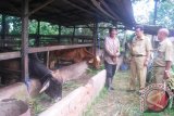 Plt Kepala Dinas Peternakan Provinsi Kaltim Dadang Sudarya (tengah) berbincang-bintang dengan Junaidi, Ketua Kelompok Harapan Baru, Desa Makroman, Samarinda, ketika mengujungi lokasi peternakan di desa itu, Selasa (9/4). (M Ghofar/ANTARA)