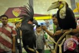 Jakarta (Antara Bali) - Pengunjung mengamati burung Kakak Tua Hitam dan burung Rangkong koleksi Taman Mini Indonesia Indah (TMII) saat Pameran Indogreen Forestry Expo 2013 di Bali Sidang, Jakarta, Kamis (4/4). Pameran yang diprakarsai Kementerian Kehutanan tersebut sebagai sarana informasi, edukasi, sosialisasi, serta promosi dari Konservator Hutan, pengelola Hutan Rakyat, Industri Perkayuan, dalam rangka memajukan perekonomian tanpa merusak hutan, pameran berlagsung hingga 7 April 2013. FOTO ANTARA/Yudhi Mahatma/nym/2013.