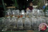 Seorang pedagang menata plastik ikan di pasar ikan hias, Menteng, Jakarta, Selasa (23/4). Indonesia memiliki potensi besar dalam perdagangan ikan hias dunia, Dirjen Perikanan Budidaya KKP Slamet Soebjakto mengatakan dari 1.100 spesies ikan hias air tawar yang ada di dunia, sekitar 40% atau 450 spesies di antaranya berada di Indonesia. FOTO ANTARA/Hendra Nurdiyansyah/pd/13
