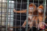 Dua ekor Lutung Merah (Presbytis rubicunda) disiapkan untuk dipamerkan di Kebun Binatang Tamansari Bandung, Jawa Barat, Selasa (9/4). Selain menerima pemberian binatang dari masyarakat, Kebun Binatang Tamansari Bandung, telah berhasil mengembangbiakkan sejumlah binatang yang dilindungi di Indonesia. FOTO ANTARA/Agus Bebeng