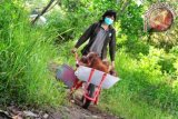 Seorang penjaga hewan (Animal Keeper) mendorong kereta berisi beberapa ekor bayi Orangutan (pongo pygmaeus pygmaeus) di pusat rehabilitasi Yayasan International Animal Rescue Indonesia (YIARI) Ketapang, Kalbar, Kamis (11/4). Direktur Program YIARI Ketapang, drH Adi Irawan menyatakan bahwa saat ini populasi Orangutan yang tersisa 2500 ekor di hutan desa Pematang Gadung dan Gunung Palung semakin terancam berkurang, karena bertambah maraknya pembalakan liar serta pembukaan lahan perkebunan kelapa sawit di Kabupaten Ketapang. FOTO ANTARA/Jessica Helena Wuysang