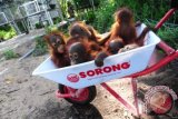 Sejumlah bayi Orangutan (pongo pygmaeus pygmaeus) di pusat rehabilitasi Yayasan International Animal Rescue Indonesia (YIARI) Ketapang, Kalbar, Kamis (11/4). Direktur Program YIARI Ketapang, drH Adi Irawan menyatakan bahwa saat ini populasi Orangutan yang tersisa 2500 ekor di hutan desa Pematang Gadung dan Gunung Palung semakin terancam berkurang, karena bertambah maraknya pembalakan liar serta pembukaan lahan perkebunan kelapa sawit di Kabupaten Ketapang. FOTO ANTARA/Jessica Helena Wuysang/ed/ama/13