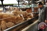 Pemerintah akan Pasok 8.000 Ton Daging Sapi