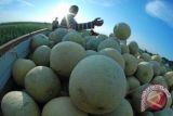 UGM Kembangkan Melon Tahan Segala Cuaca
