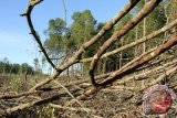 Sekitar dua hektare kawasan Mangrove Center di Kelurahan Graha Indah, Balikpapan Utara, dibabat oleh orang suruhan warga Balikpapan. (Novi Abdi/ANTARA)