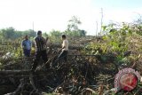 Sekitar dua hektare kawasan Mangrove Center di Kelurahan Graha Indah, Balikpapan Utara, dibabat oleh orang suruhan warga Balikpapan. (Novi Abdi/ANTARA)