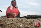 Nelayan memisahkan ikan asin pada proses penjemuran di Pelabuhan Perikanan Karangantu, Serang, Banten, Senin (20/5). Akibat stok ikan asin terbatas tetapi permintaan tinggi mengakibatkan harga ikan tersebut melonjak. ANTARA FOTO/Asep Fathulrahman/Koz/Spt/13