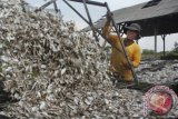 Nelayan menjemur ikan asin pada proses pengeringan di Pelabuhan Perikanan Karangantu, Serang, Banten, Senin (20/5). Akibat stok ikan asin terbatas tetapi permintaan tinggi mengakibatkan harga ikan tersebut melonjak. ANTARA FOTO/Asep Fathulrahman/Koz/Spt/13.