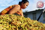 Seorang petani menjemur bunga cengkih hasil panennya di Pulau Lemukutan, Bengkayang, Kalbar, Minggu (12/5). Selama musim panen cengkih di pulau tersebut, petani menjual cengkih basah seharga Rp.50 ribu per kilogram dan cengkih kering seharga Rp. 100 per kilogram kepada pengepul di Bengkayang serta Kota Pontianak. ANTARA FOTO/Jessica Helena Wuysang