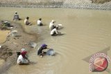 Sejumlah warga memilah kandungan emas di Sungai Demangan, Desa Kesilir, Wuluhan, Jember, Jawa Timur, Sabtu (18/5). Penambangan ilegal di Gunung Manggar di desa tersebut beberapa waktu lalu sempat ditertibkan. ANTARA FOTO/Seno S./nym/2013.